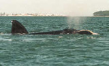 Ballenas Punta del Este